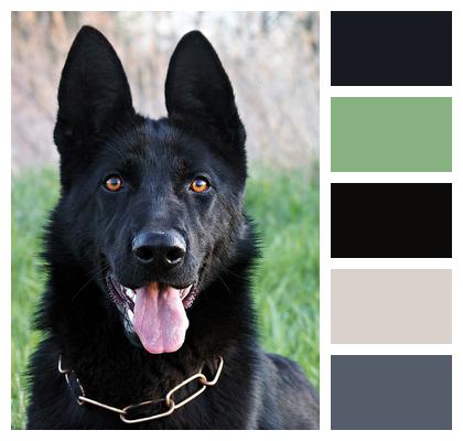 Dog Nice Black German Shepherd Image
